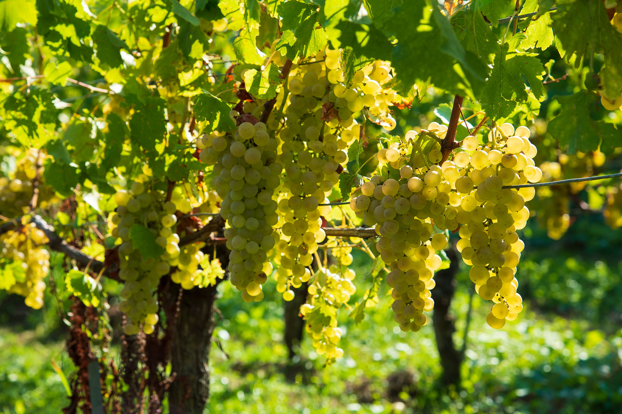 2000x1333-auberson-vignes-chasselas-clair-obscur