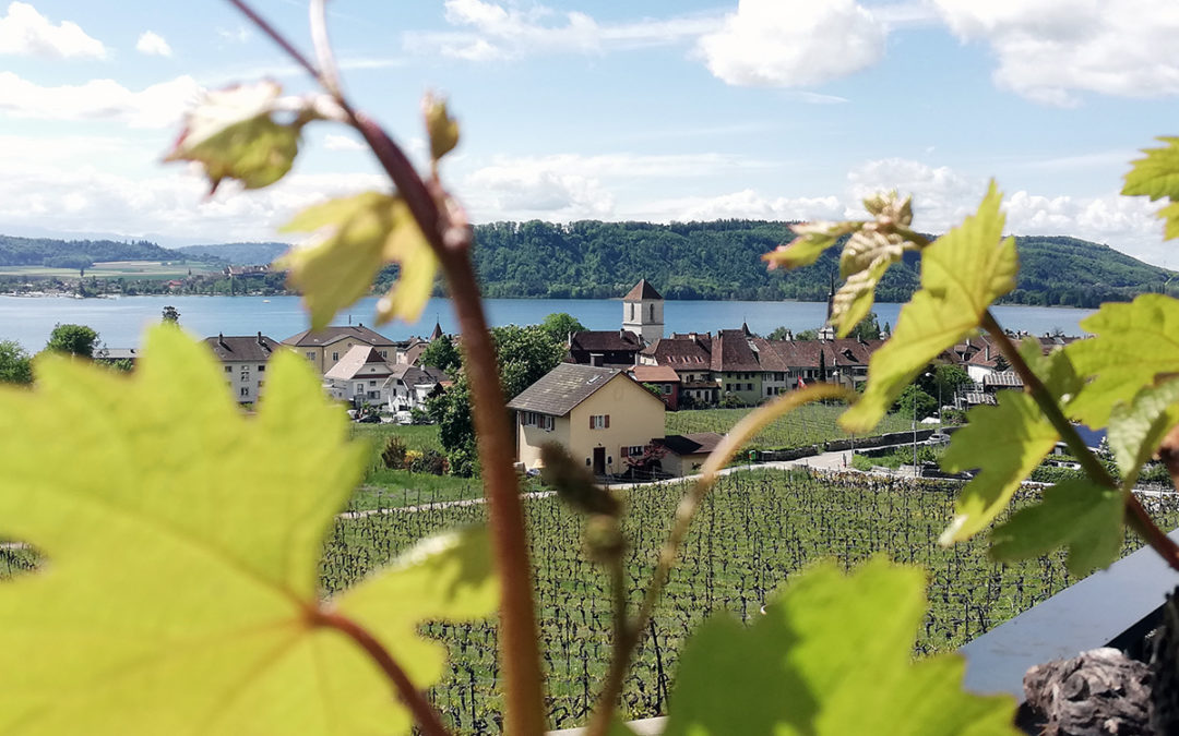 La fête du vin de cave en cave